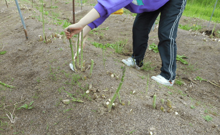 アスパラガスの収穫・管理イメージ写真