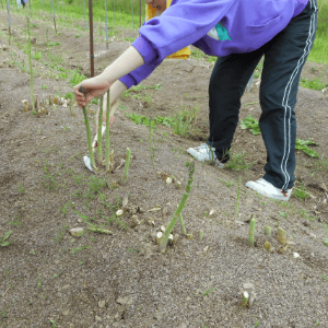 アスパラガスの収穫・管理作業イメージ写真