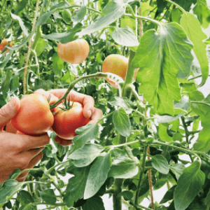 トマトの収穫・管理作業イメージ写真