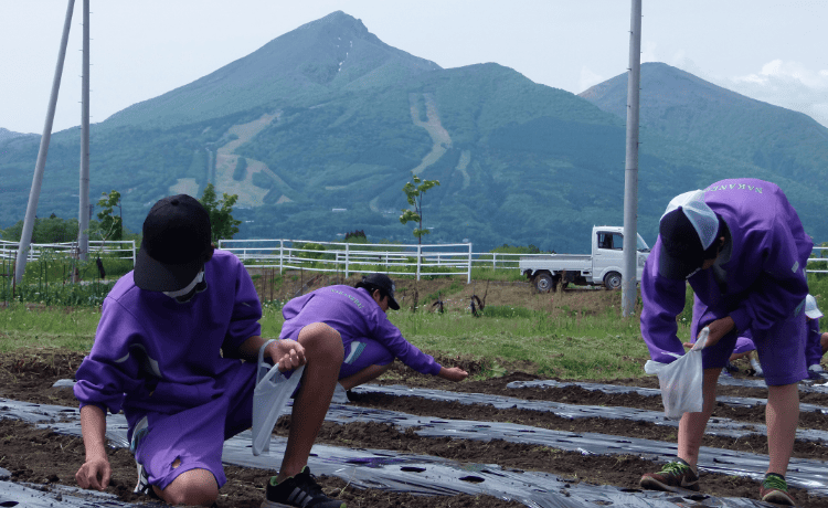 花の植え付け・収穫・管理作業イメージ写真