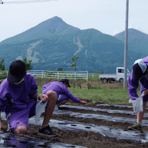 花の植え付け・収穫・管理作業イメージ写真