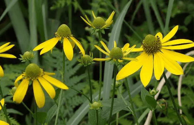 オオハンゴンソウ イメージ写真