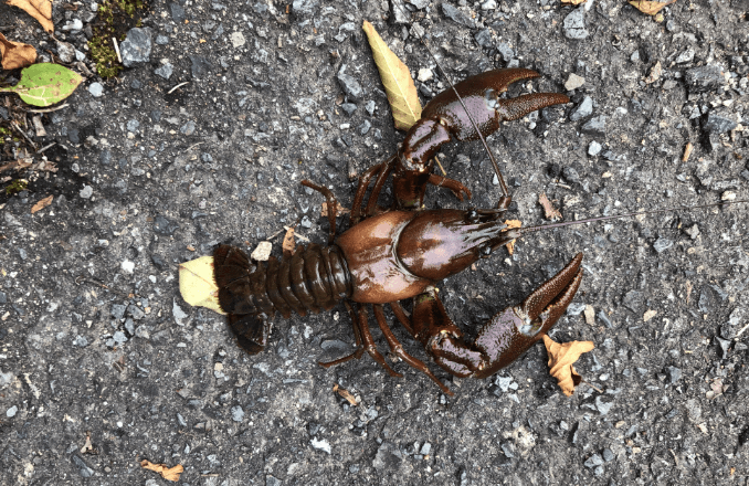 ウチダザリガニ イメージ写真