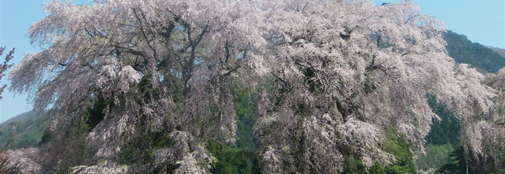 白津のしだれ桜