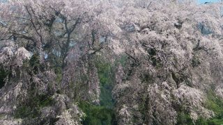 白津のしだれ桜