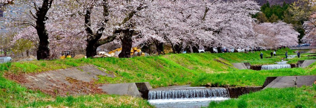 観音寺川の桜