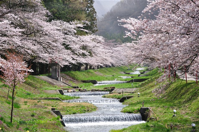 観音寺川の桜の記事画像2