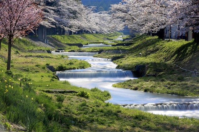 観音寺川の記事画像2