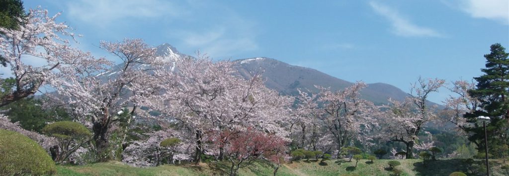 亀ヶ城址公園の桜
