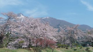 亀ヶ城址公園の桜