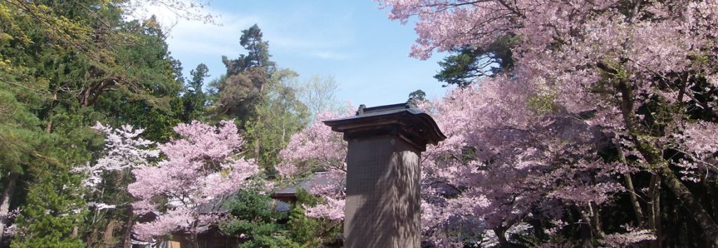 土津（ハニツ）神社の桜