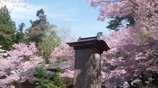 土津（ハニツ）神社の桜