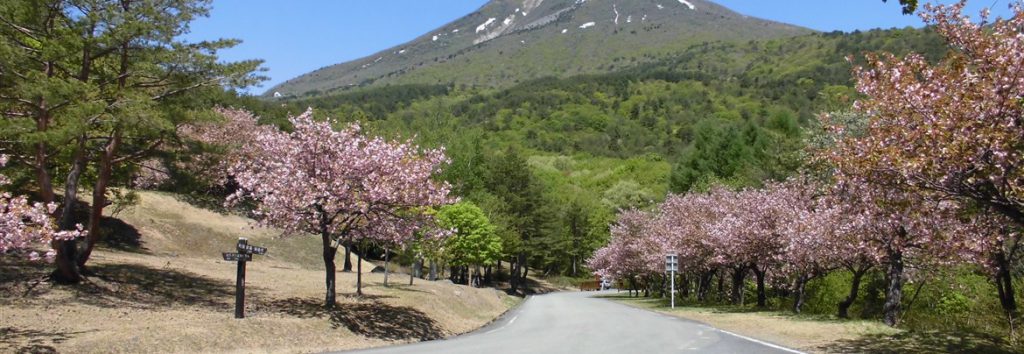 天鏡台（昭和の森）の桜