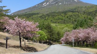天鏡台（昭和の森）の桜