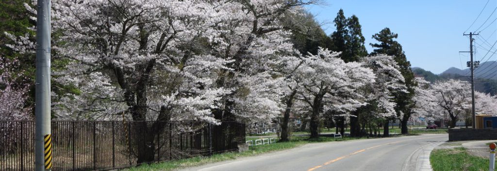 名家（ミョウケ）の桜