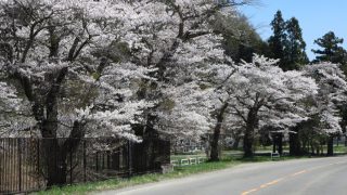 名家（ミョウケ）の桜