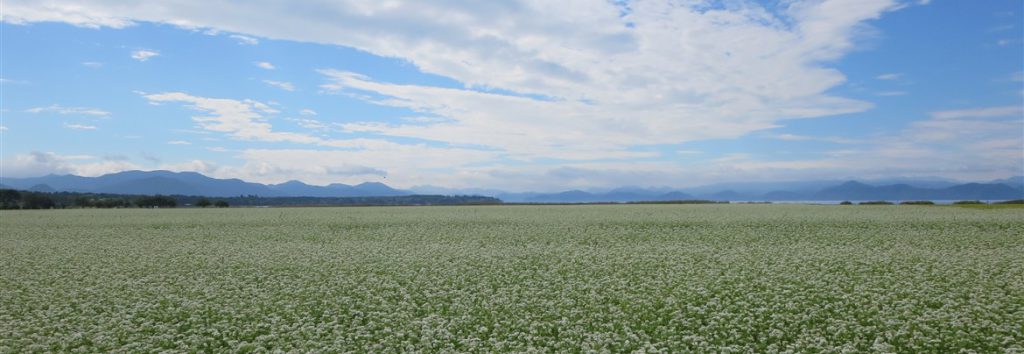 蕎麦の花