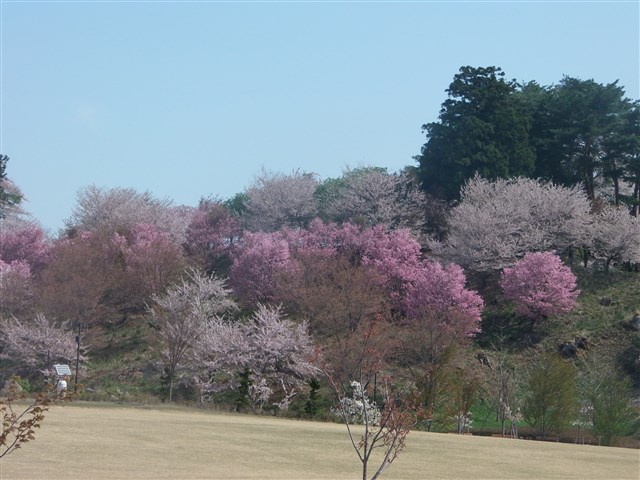 亀ヶ城址公園の桜の記事画像2