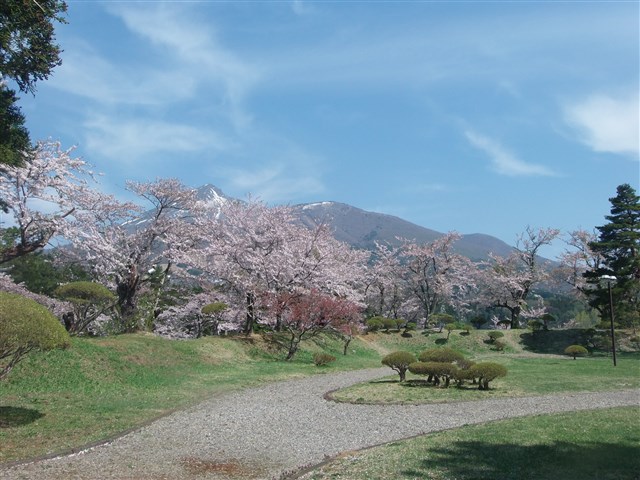 亀ヶ城址公園の桜の記事画像1