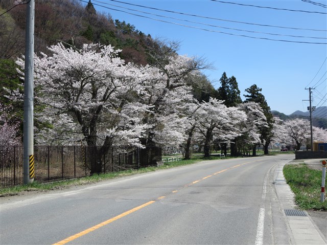 名家（ミョウケ）の桜の記事画像1