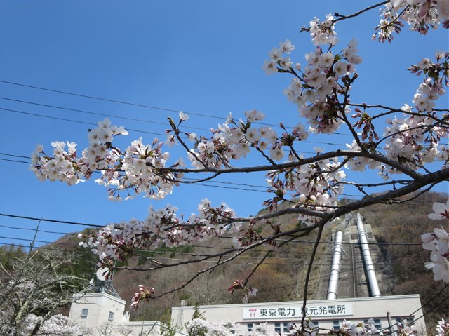 名家（ミョウケ）の桜の記事画像2