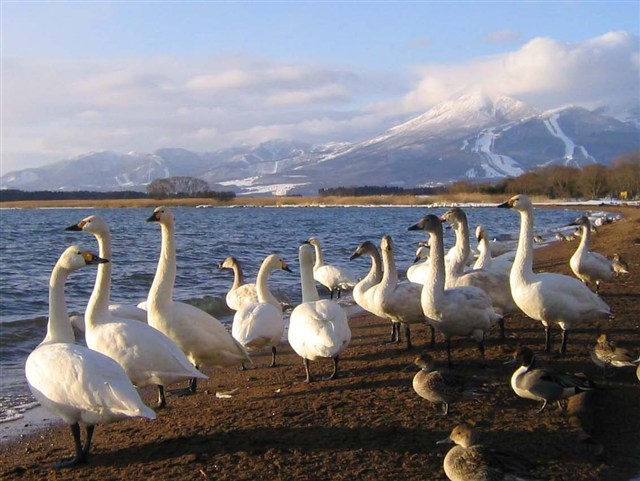 白鳥（志田浜）の記事画像