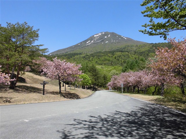 天鏡台（昭和の森）の桜の記事画像1
