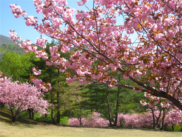天鏡台（昭和の森）の桜の記事画像3