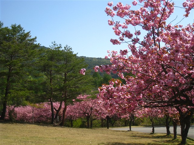 天鏡台（昭和の森）の桜の記事画像2