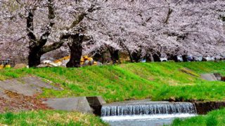 観音寺川の桜