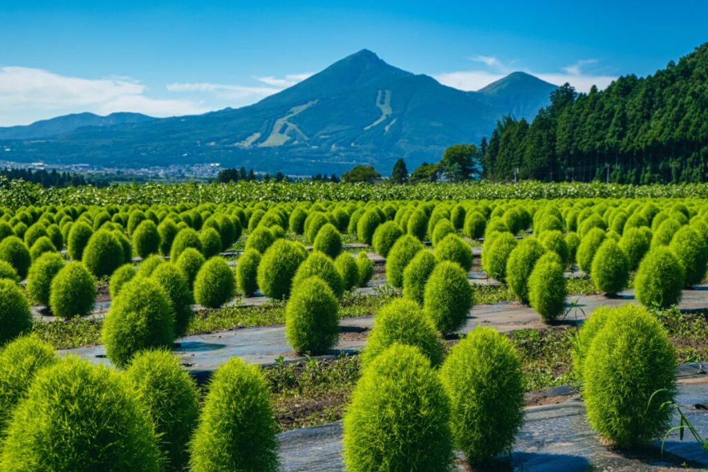 フォトコンテスト 2021 夏　写真一覧の画像16