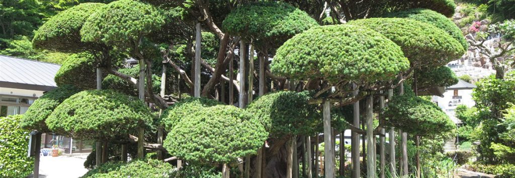 天徳寺の境内にある一位の木