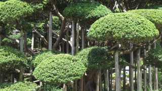 天徳寺の境内にある一位の木