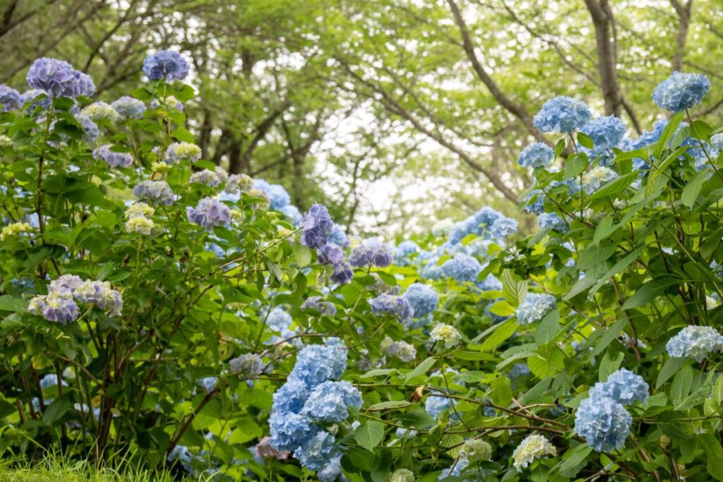 フォトコンテスト 2021 夏　写真一覧の画像11