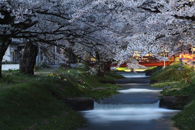 H24桜フォトコンの画像1