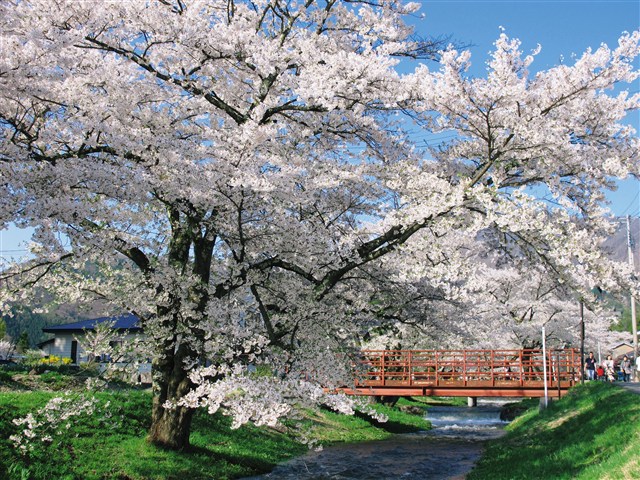 H24桜フォトコンの画像3