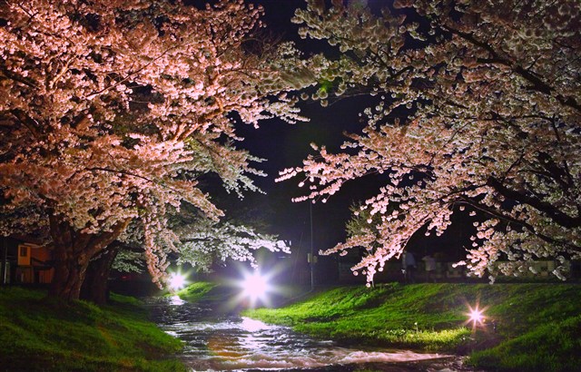 H24桜フォトコンの画像5