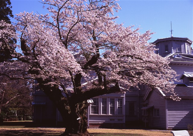 H25桜フォトコンの画像1