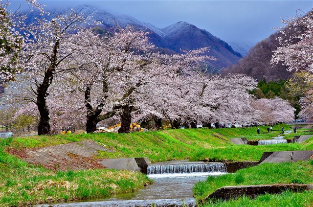H25桜フォトコンの画像4