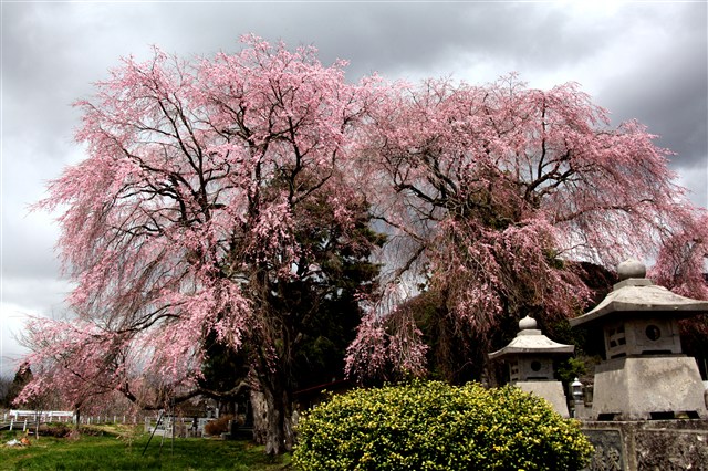 H25桜フォトコンの画像6