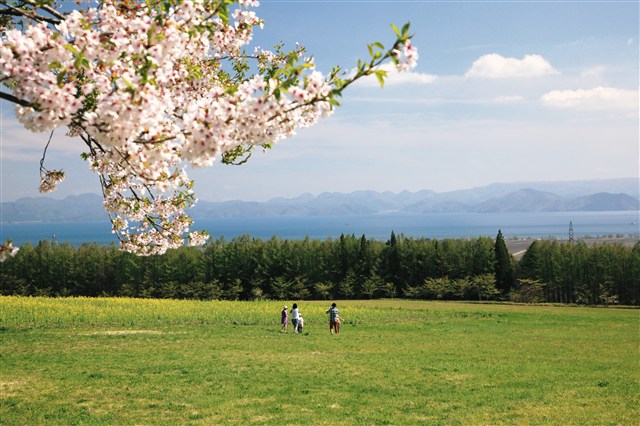 H25桜フォトコンの画像7