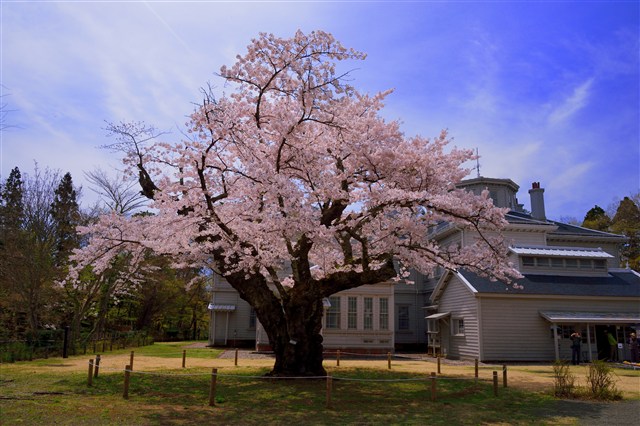 H26桜フォトコンの画像4