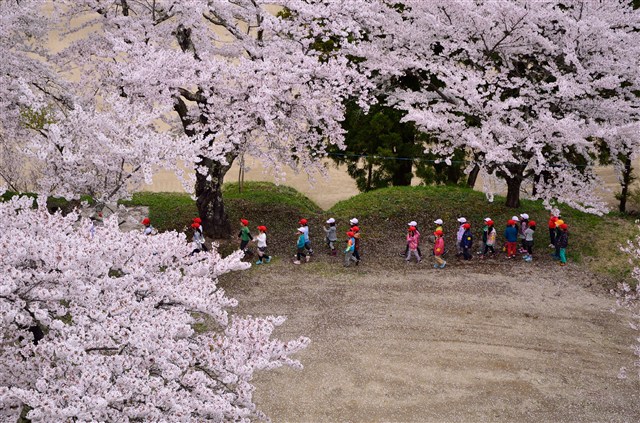 H26桜フォトコンの画像8