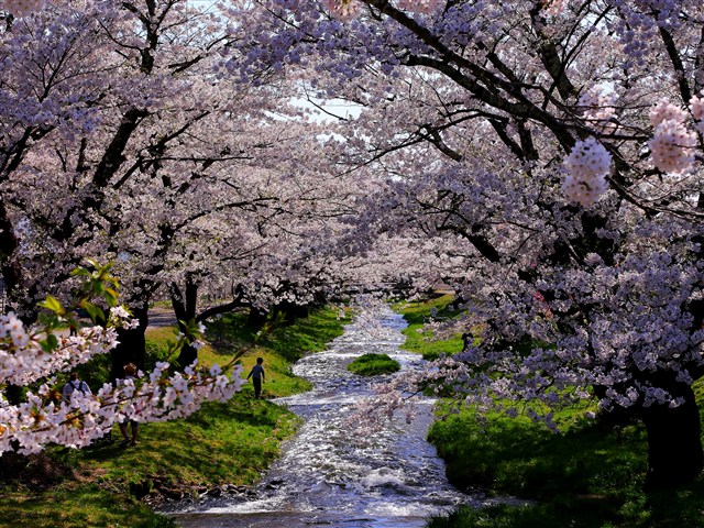 H27桜フォトコンの画像5