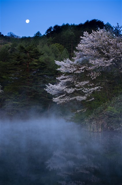 H27桜フォトコンの画像8