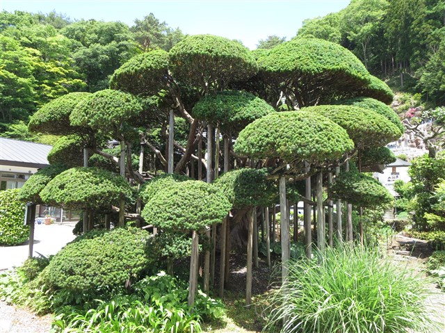 天徳寺の一位の記事画像1