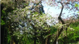 磐椅神社の大鹿桜