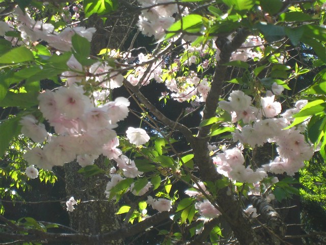 大鹿桜（磐椅神社）の記事画像1
