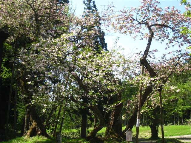 大鹿桜（磐椅神社）の記事画像2