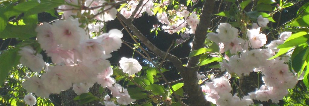 磐椅神社にある大鹿桜（サトザクラ）